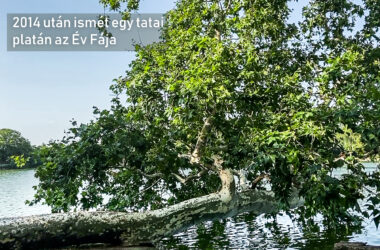 Kiemelt kép a 2014 után ismét egy tatai platán az Év Fája című bejegyzéshez