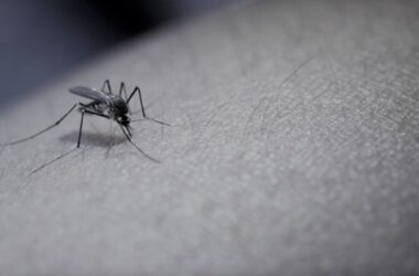 Kiemelt kép a Tájékoztatás szúnyoggyérítésről című bejegyzéshez