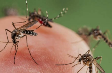 Kiemelt kép a Folytatódik a szúnyoggyérítés május 14-én című bejegyzéshez