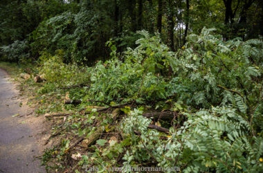 Kiemelt kép a Városszerte zajlik az elszáradt faágak metszése, elszállítása című bejegyzéshez