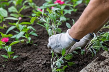 Kiemelt kép a Újabb elismerést nyert Tata a Virágos Magyarország programban című bejegyzéshez