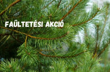 Kiemelt kép a Folytatódik a Fenyő-tér zöldfelületének megújítása című bejegyzéshez