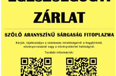Kiemelt kép a Tájékoztatás szőlő aranyszínű sárgaság fitoplazma terjedésével, és növény-egészségügyi zárlat tábla kihelyezésével kapcsolatban című bejegyzéshez